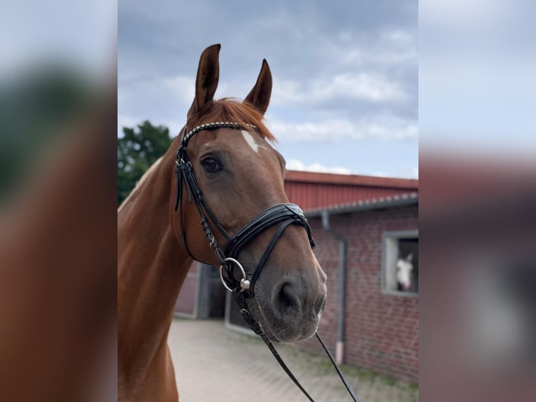 German Riding Horse Mare 20 years 16,1 hh Chestnut-Red in Rehburg-Loccum