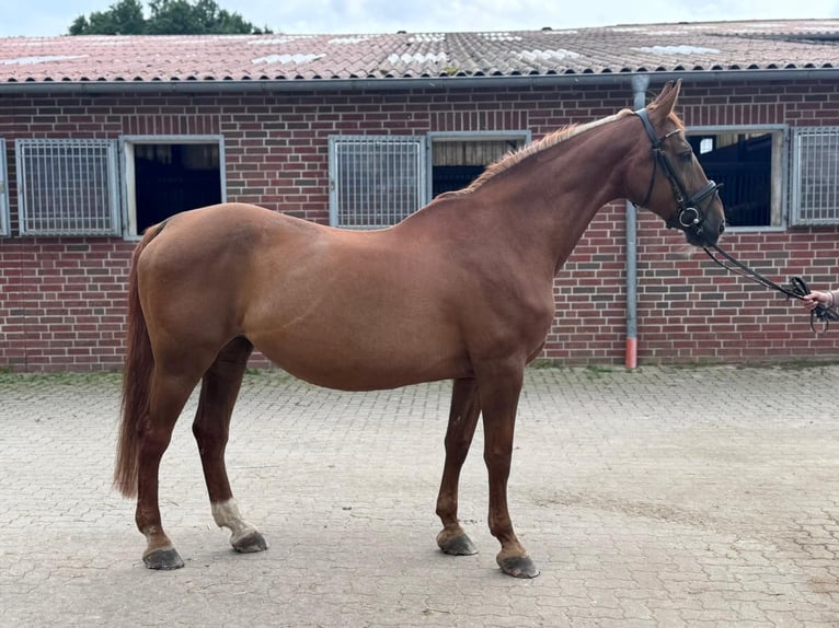 German Riding Horse Mare 20 years 16,1 hh Chestnut-Red in Rehburg-Loccum