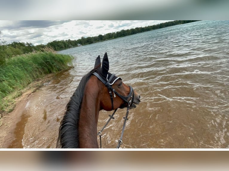 German Riding Horse Mare 22 years 16 hh Brown in Malschwitz