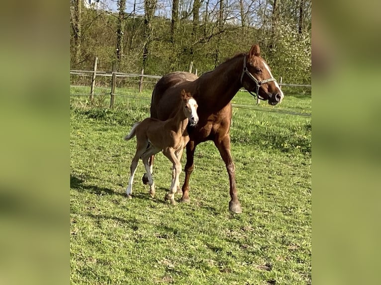 German Riding Horse Mare 23 years 14,2 hh Chestnut-Red in Viersen