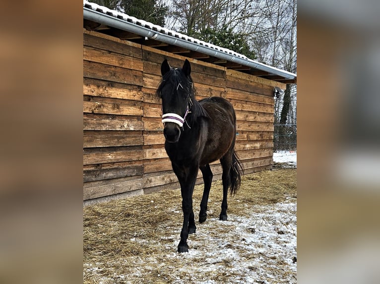 German Riding Horse Mix Mare 2 years 13.2 hh Bay-Dark in Nienburg (Saale)