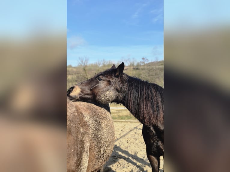 German Riding Horse Mare 2 years 14,2 hh Dun in Ulrichstein