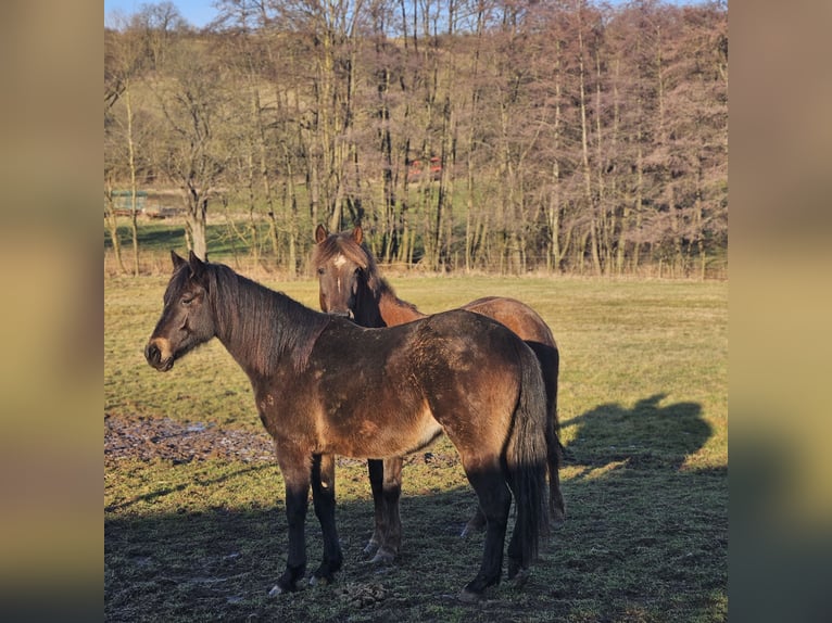 German Riding Horse Mare 2 years 14,2 hh Dun in Ulrichstein