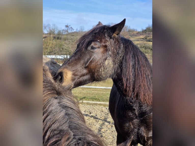 German Riding Horse Mare 2 years 14,2 hh Dun in Ulrichstein