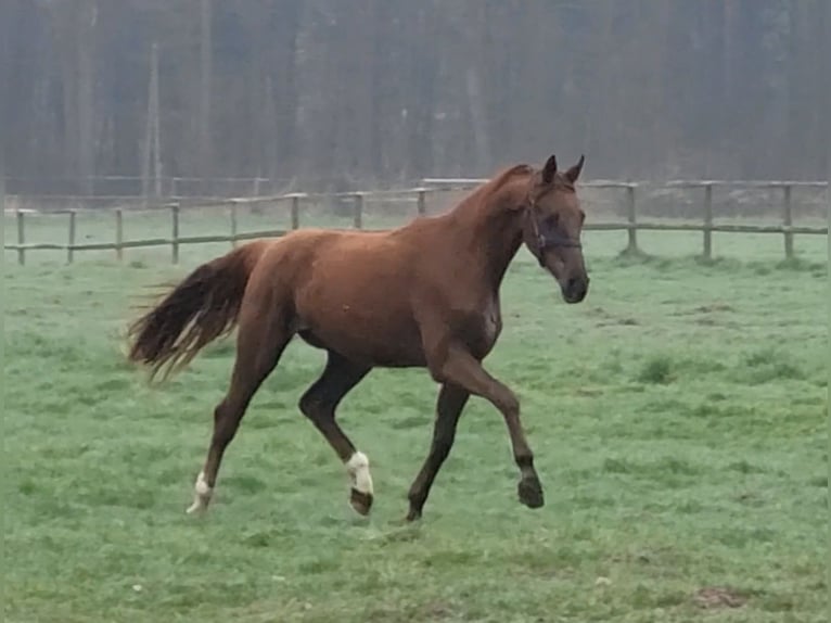 German Riding Horse Mare 2 years 14.3 hh Chestnut in Steinfurt