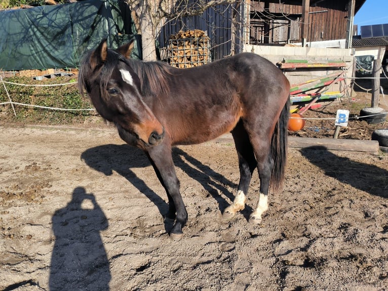 German Riding Horse Mare 2 years 14,2 hh Bay-Dark in Gr&#xF6;mbach
