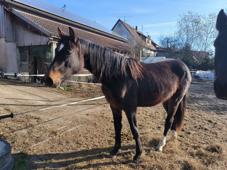 German Riding Horse Mare 2 years 14,2 hh Bay-Dark in Gr&#xF6;mbach