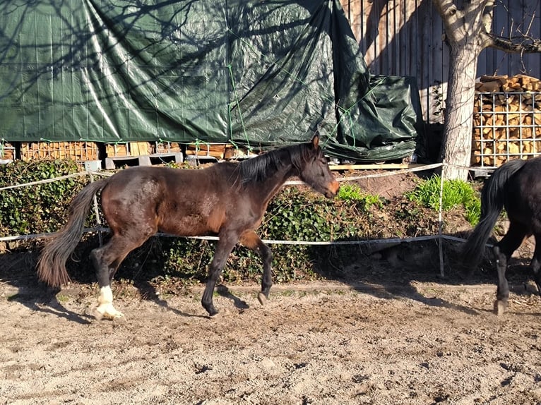 German Riding Horse Mare 2 years 14,2 hh Bay-Dark in Gr&#xF6;mbach