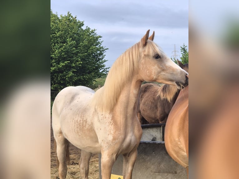 German Riding Horse Mare 2 years 15.2 hh Leopard-Piebald in Spreenhagen Braunsdorf