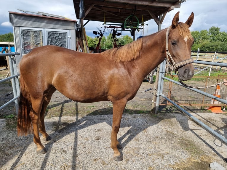 German Riding Horse Mare 2 years 15 hh Chestnut-Red in Ascheberg