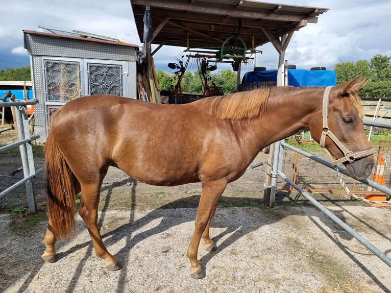 German Riding Horse Mare 2 years 15 hh Chestnut-Red in Ascheberg