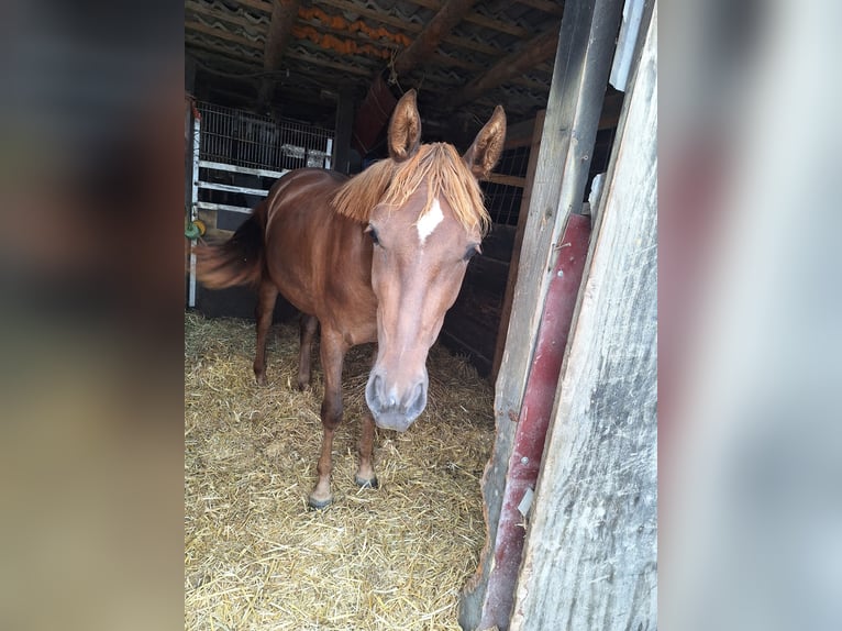 German Riding Horse Mare 2 years 15 hh Chestnut-Red in Ascheberg
