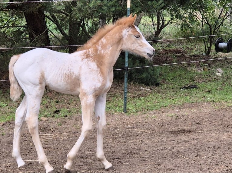 German Riding Horse Mare 2 years 15,2 hh Leopard-Piebald in Spreenhagen Braunsdorf