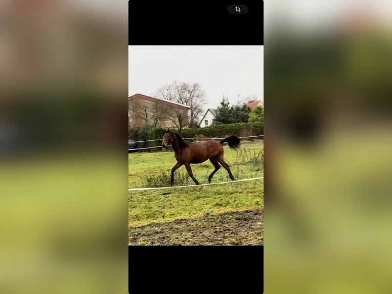 German Riding Horse Mare 2 years 15,3 hh Brown in Gardelegen