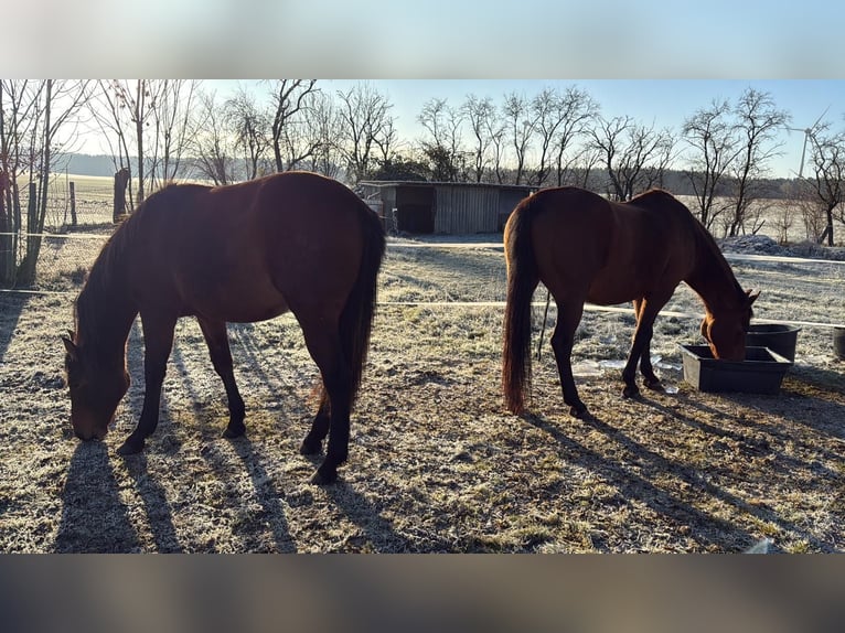 German Riding Horse Mare 2 years 15,3 hh Brown in Gardelegen