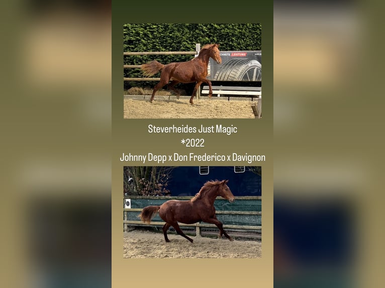 German Riding Horse Mare 2 years 16,1 hh Chestnut-Red in Nottuln