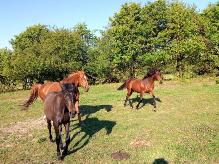 German Riding Horse Mare 2 years 16 hh Brown in Harrislee