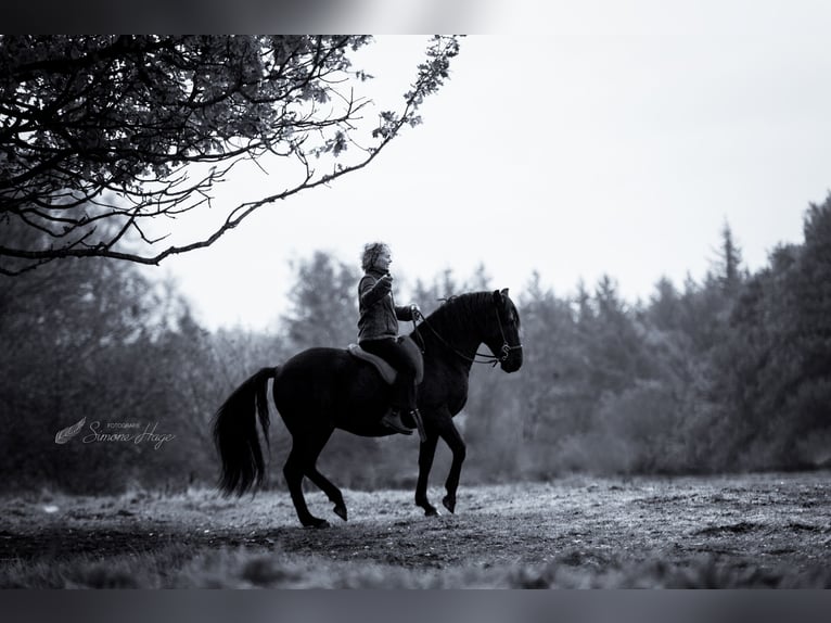 German Riding Horse Mare 2 years 16 hh Brown in Harrislee