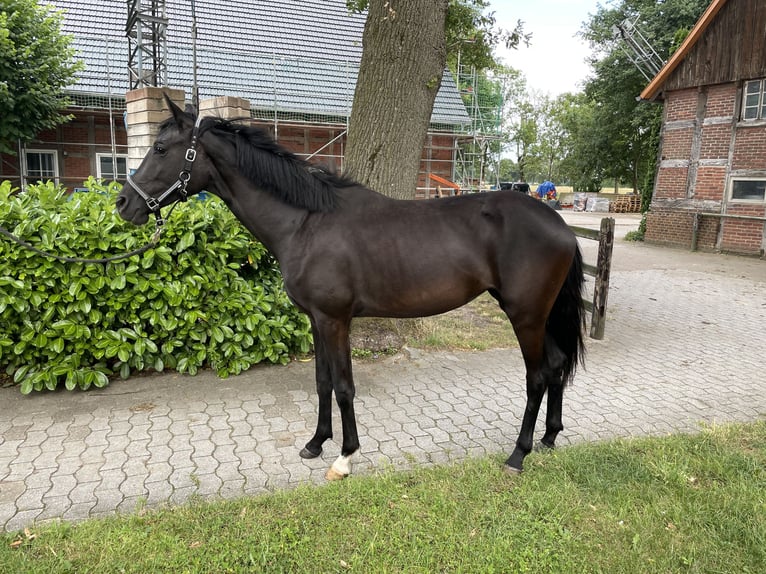 German Riding Horse Mare 2 years 16,2 hh Smoky-Black in Rietberg