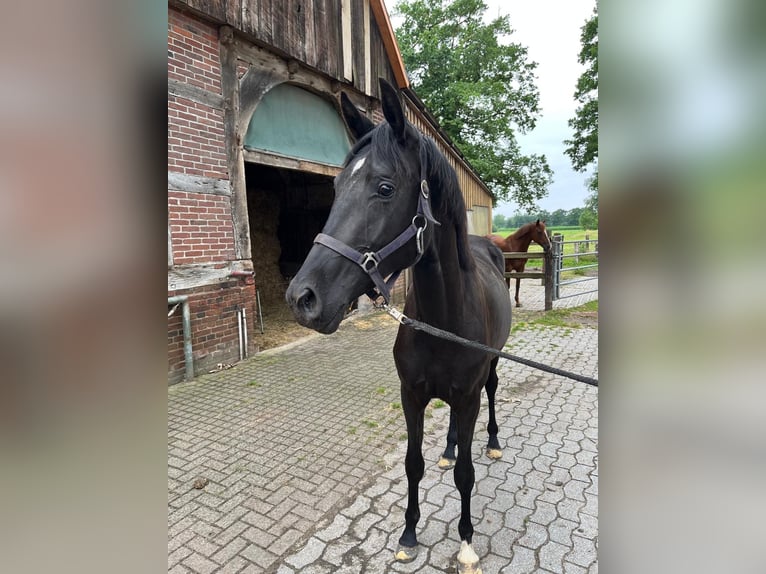 German Riding Horse Mare 2 years 16,2 hh Smoky-Black in Rietberg