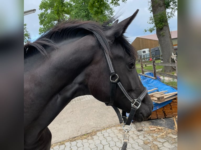 German Riding Horse Mare 2 years 16,2 hh Smoky-Black in Rietberg