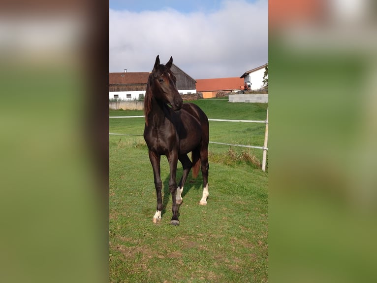 German Riding Horse Mare 2 years Black in Wiesenfelden
