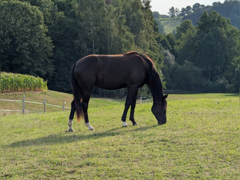 German Riding Horse Mare 2 years Black in Wiesenfelden
