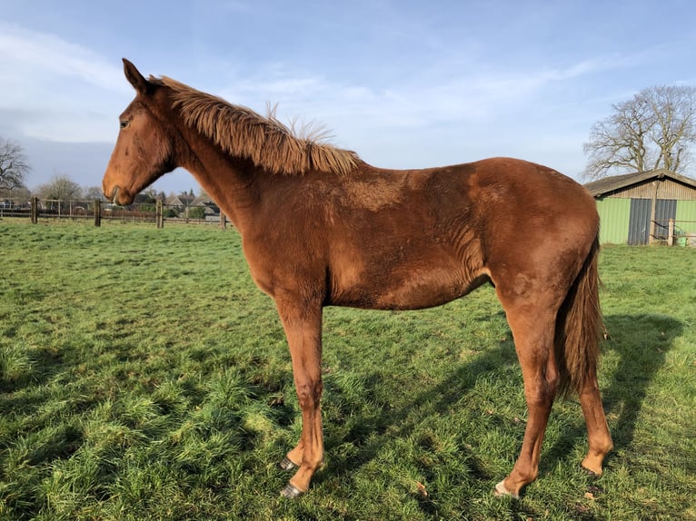 German Riding Horse Mare 2 years Chestnut-Red in Rheine