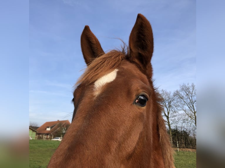 German Riding Horse Mare 2 years Chestnut-Red in Rheine