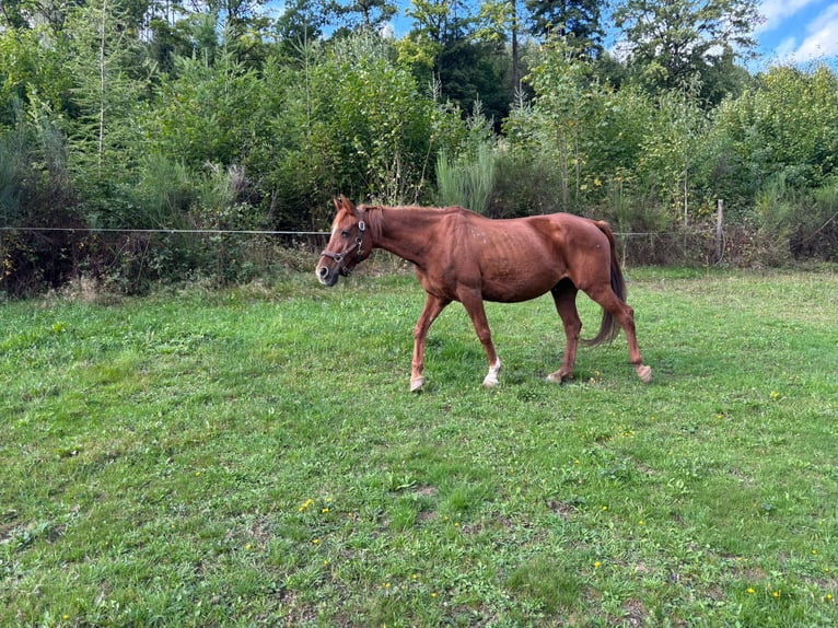 German Riding Horse Mix Mare 30 years 14,1 hh Chestnut-Red in Eslohe