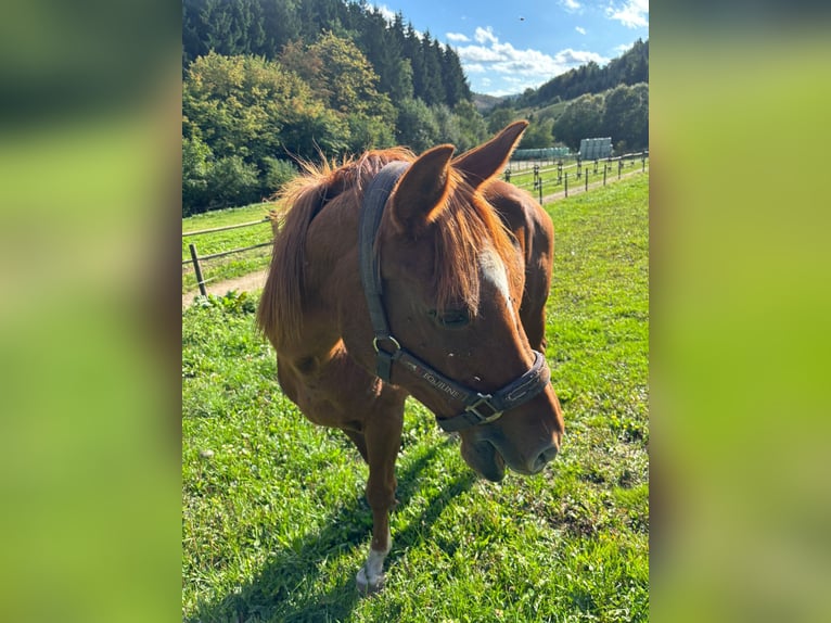 German Riding Horse Mix Mare 30 years 14,1 hh Chestnut-Red in Eslohe