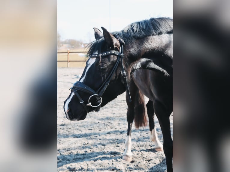 German Riding Horse Mare 3 years 13,2 hh Black in Stadtilm