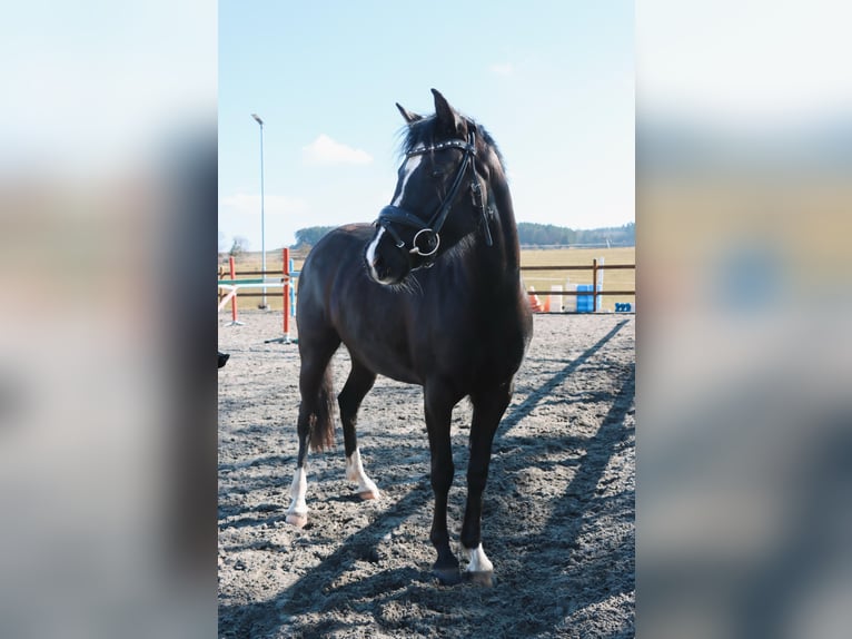 German Riding Horse Mare 3 years 13,2 hh Black in Stadtilm