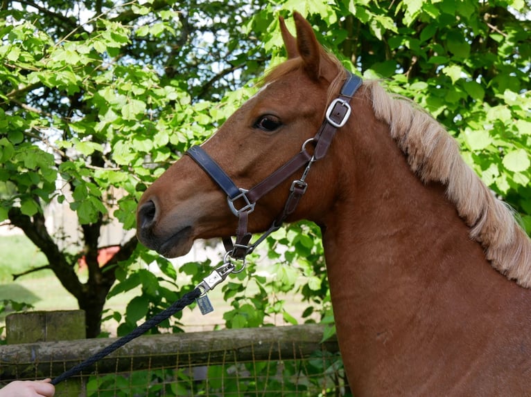 German Riding Horse Mare 3 years 13,3 hh in Dorsten