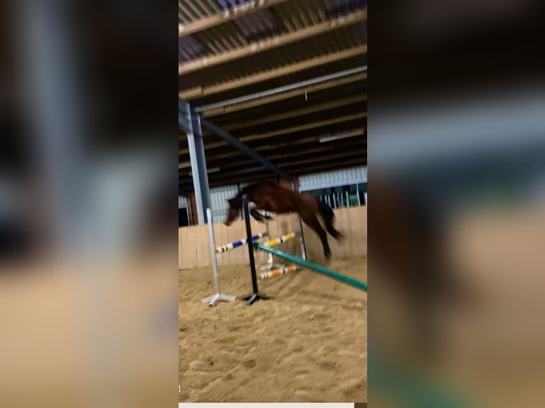 German Riding Horse Mare 3 years 14,1 hh Brown in Dersum