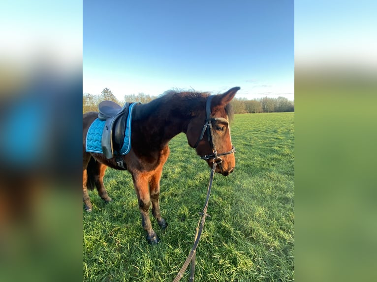 German Riding Horse Mare 3 years 14,1 hh Brown in Dersum