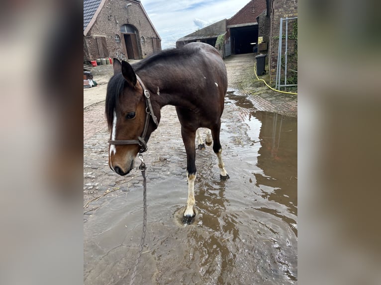 German Riding Horse Mare 3 years 14,3 hh Pinto in Kalkar