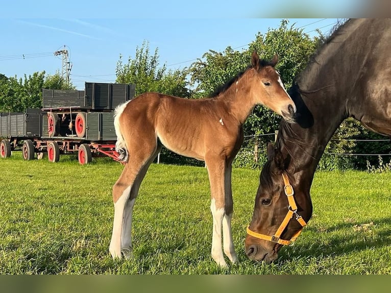 German Riding Horse Mare 3 years 14,3 hh Pinto in Kalkar