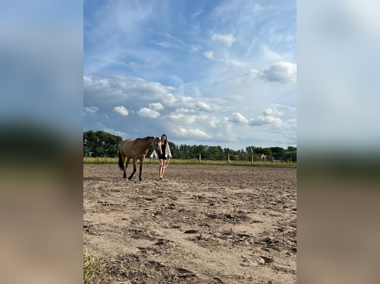 German Riding Horse Mare 3 years 15,1 hh Buckskin in Beelitz