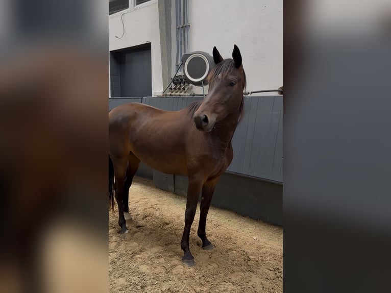 German Riding Horse Mare 3 years 15.2 hh Bay-Dark in Rheine