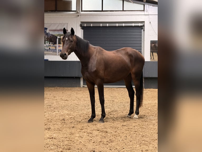 German Riding Horse Mare 3 years 15.2 hh Bay-Dark in Rheine