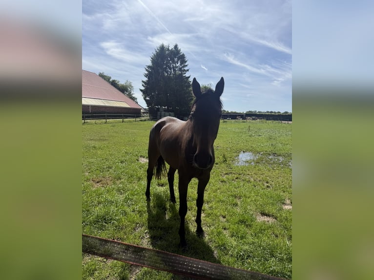 German Riding Horse Mare 3 years 15.2 hh Bay-Dark in Hoogezand