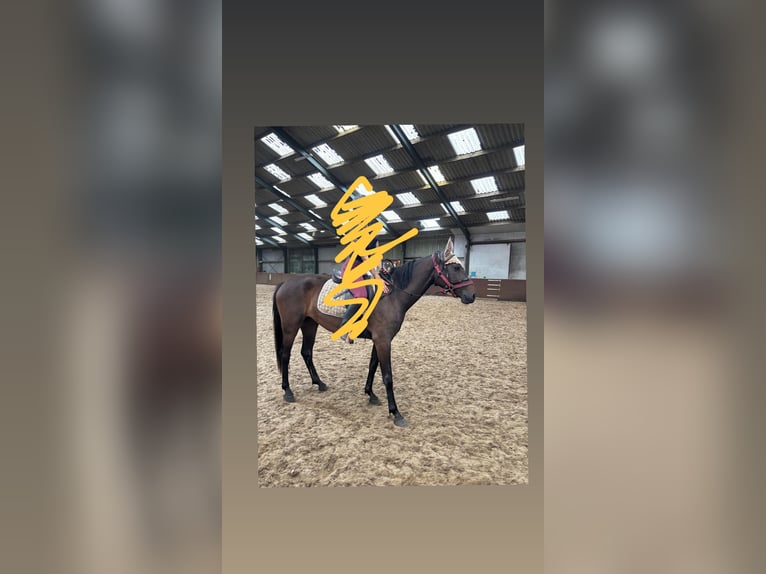 German Riding Horse Mare 3 years 15.2 hh Bay-Dark in Hoogezand