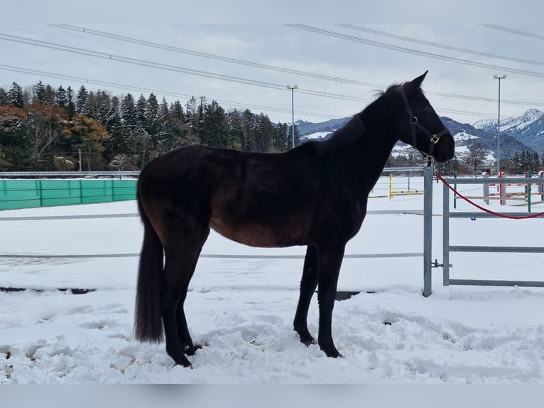 German Riding Horse Mare 3 years 15,2 hh Bay-Dark in Oberriet SG