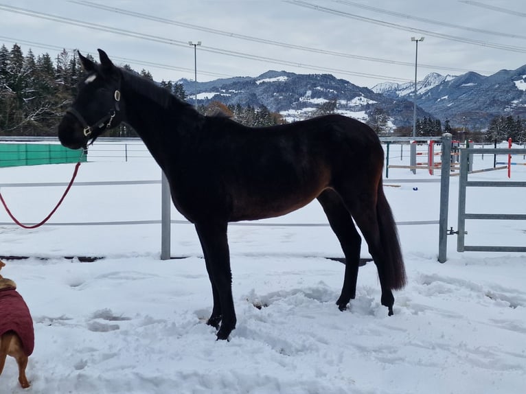 German Riding Horse Mare 3 years 15,2 hh Bay-Dark in Oberriet SG