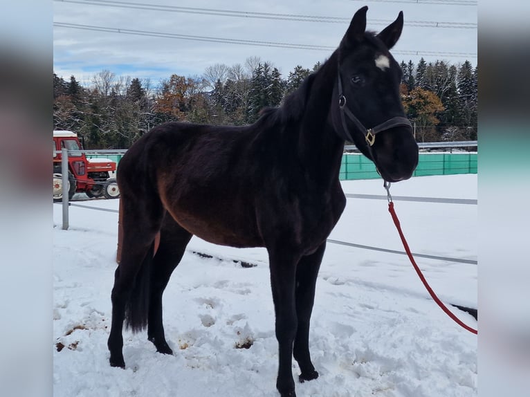 German Riding Horse Mare 3 years 15,2 hh Bay-Dark in Oberriet SG