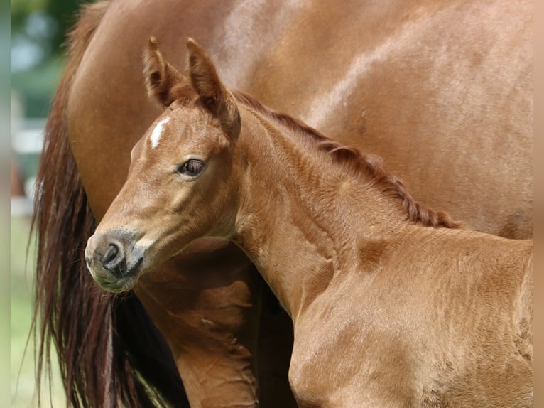 German Riding Horse Mare 3 years 15,2 hh Chestnut-Red in Nottuln