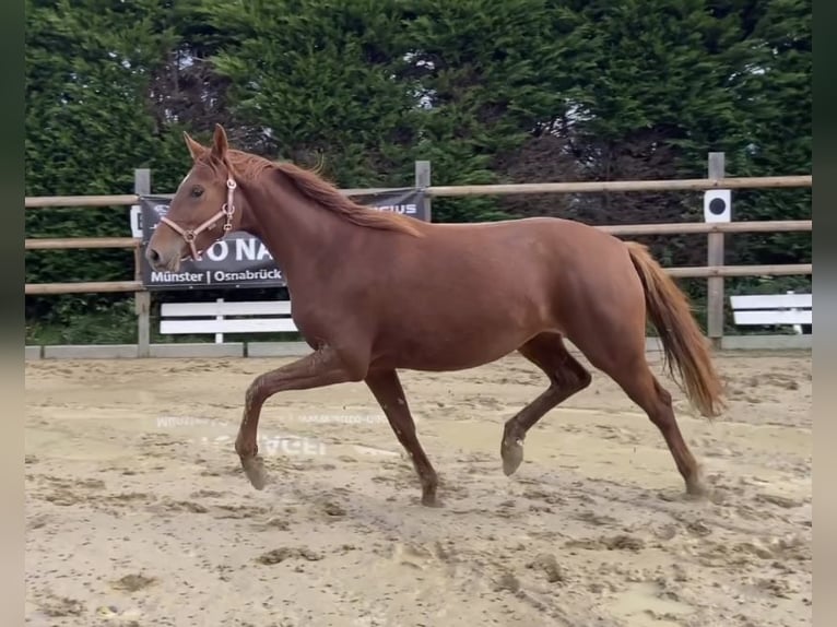 German Riding Horse Mare 3 years 15,2 hh Chestnut-Red in Nottuln