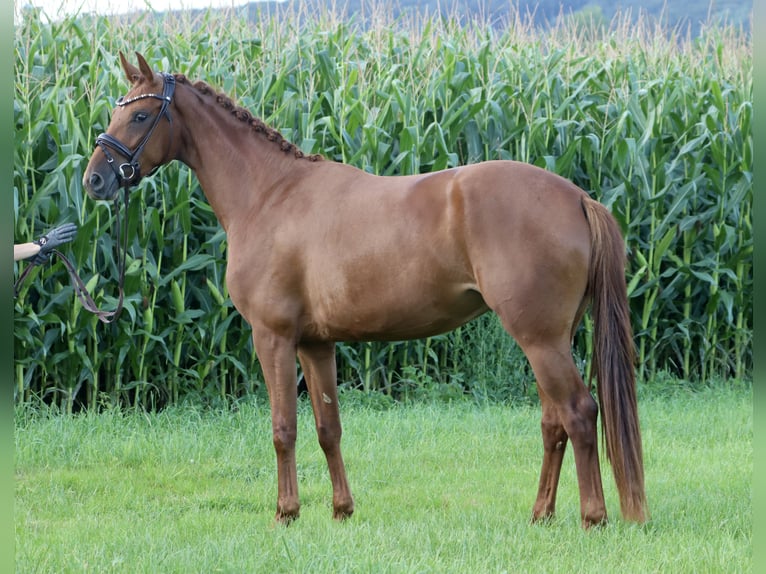 German Riding Horse Mare 3 years 15,2 hh Chestnut-Red in Nottuln