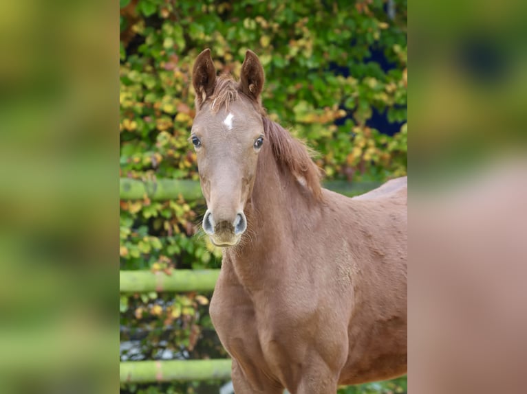 German Riding Horse Mare 3 years 15,2 hh Chestnut-Red in Nottuln